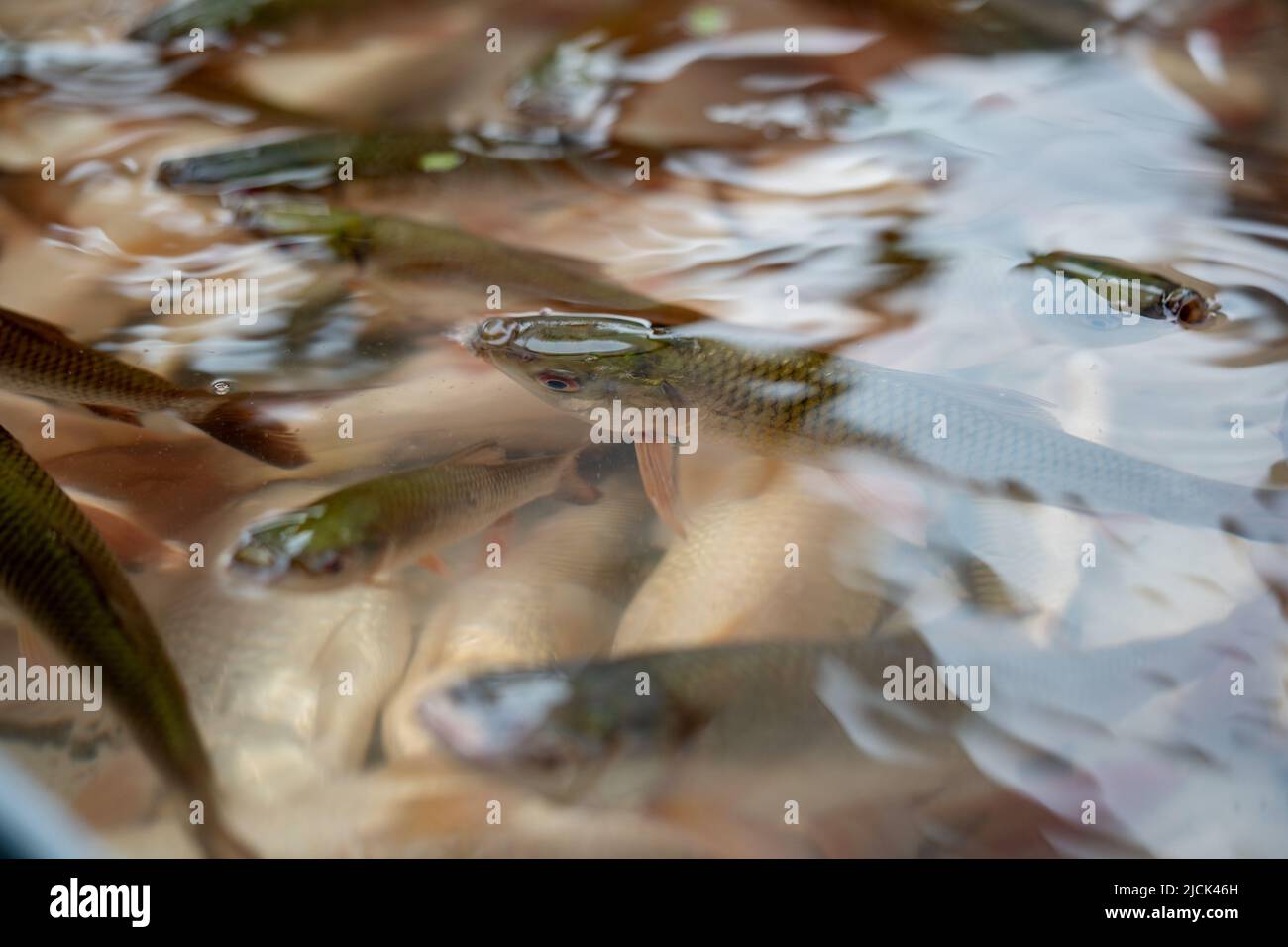 Rui fischen im Wasser in einem Behälter Stockfoto
