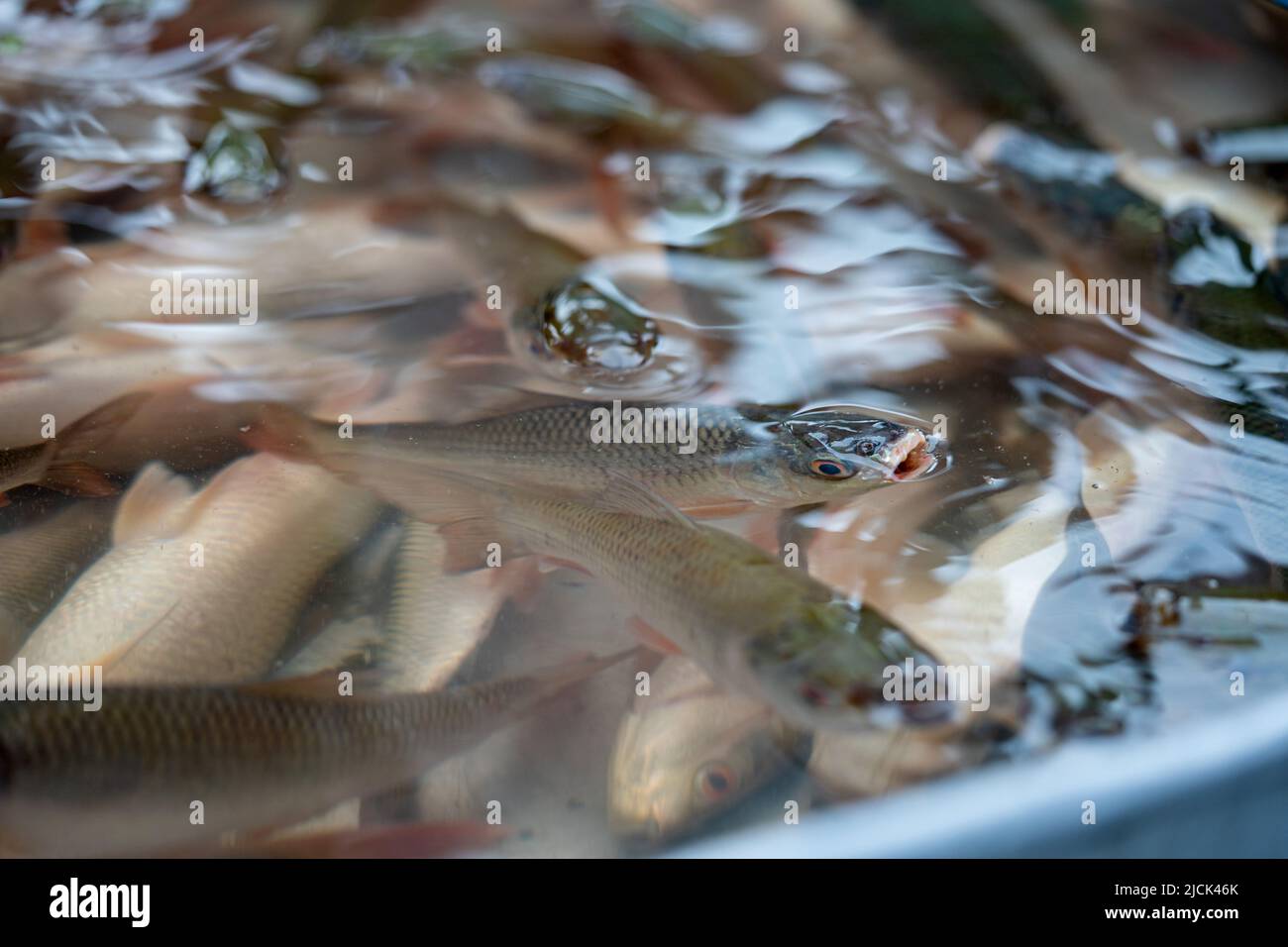 Rui fischen im Wasser in einem Behälter Stockfoto
