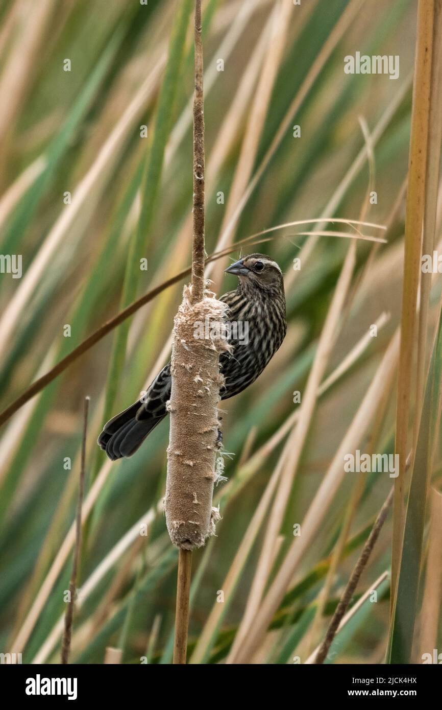Eine weibliche Rotflügelrobbe, Agelaius phoeniceus, die im South Padre Island Birding Center, Texas, Rohrsäulensamen isst. Stockfoto