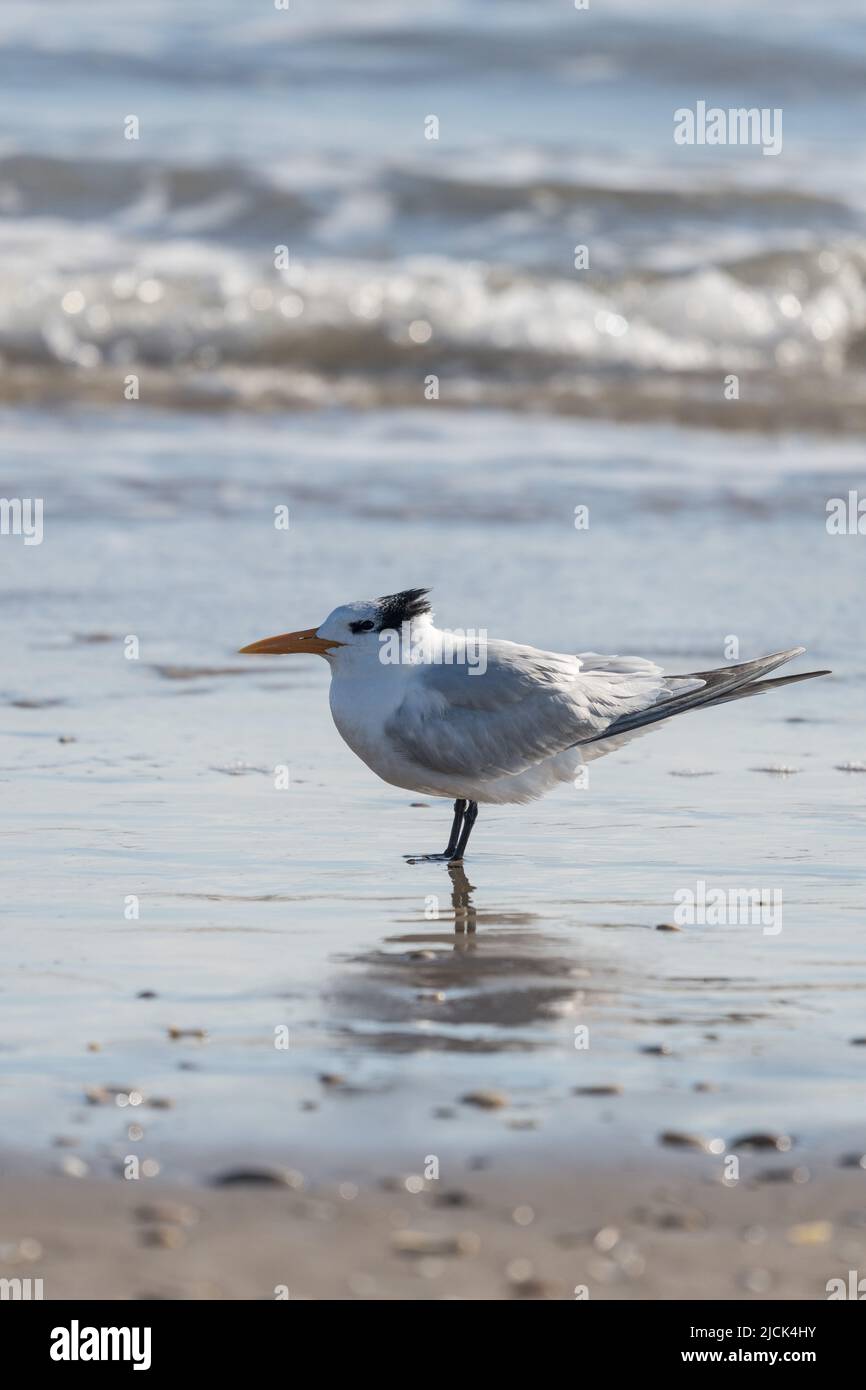 Ein Royal Tern, Thalasseus maximus, am Strand. South Padre Island, Texas. Stockfoto