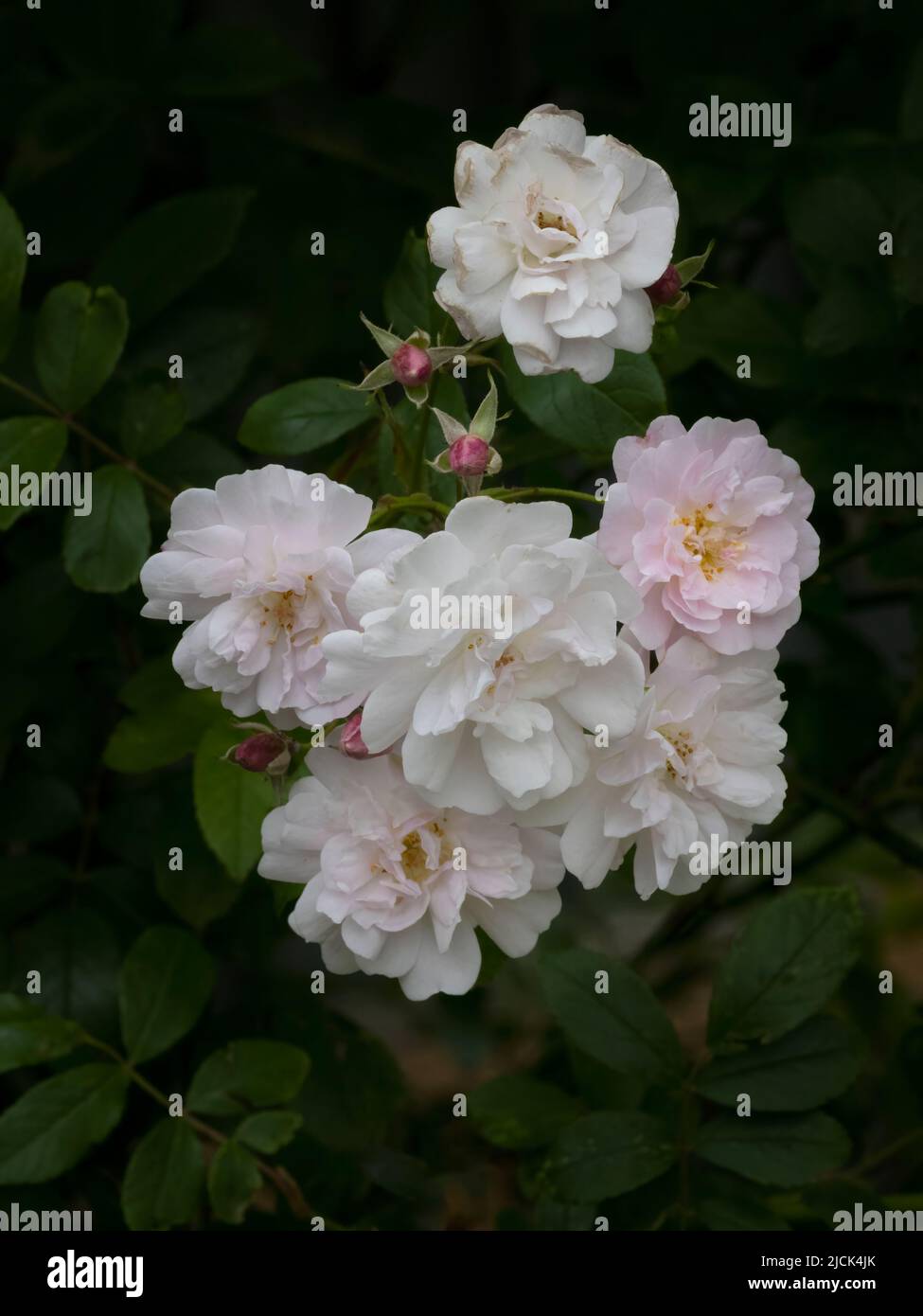 Eine Masse von prächtigen, duftenden, blassrosa Wanderrosen Stockfoto