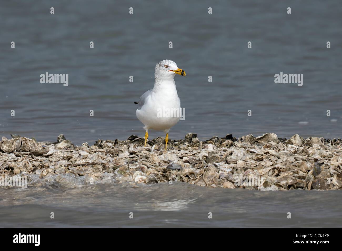Eine Ringschnabelmöwe, Larus delawarensis, an einem Austernufer im Aranas National Wildlife Refuge in Texas. Stockfoto