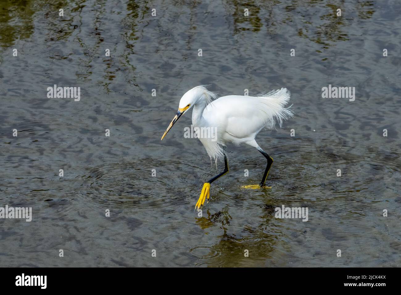 Ein Schneegreiher, Egretta thula, in der Zucht Gefieder wades in einem Feuchtgebiet Sumpf. South Padre Island Birding Center in Texas. Stockfoto