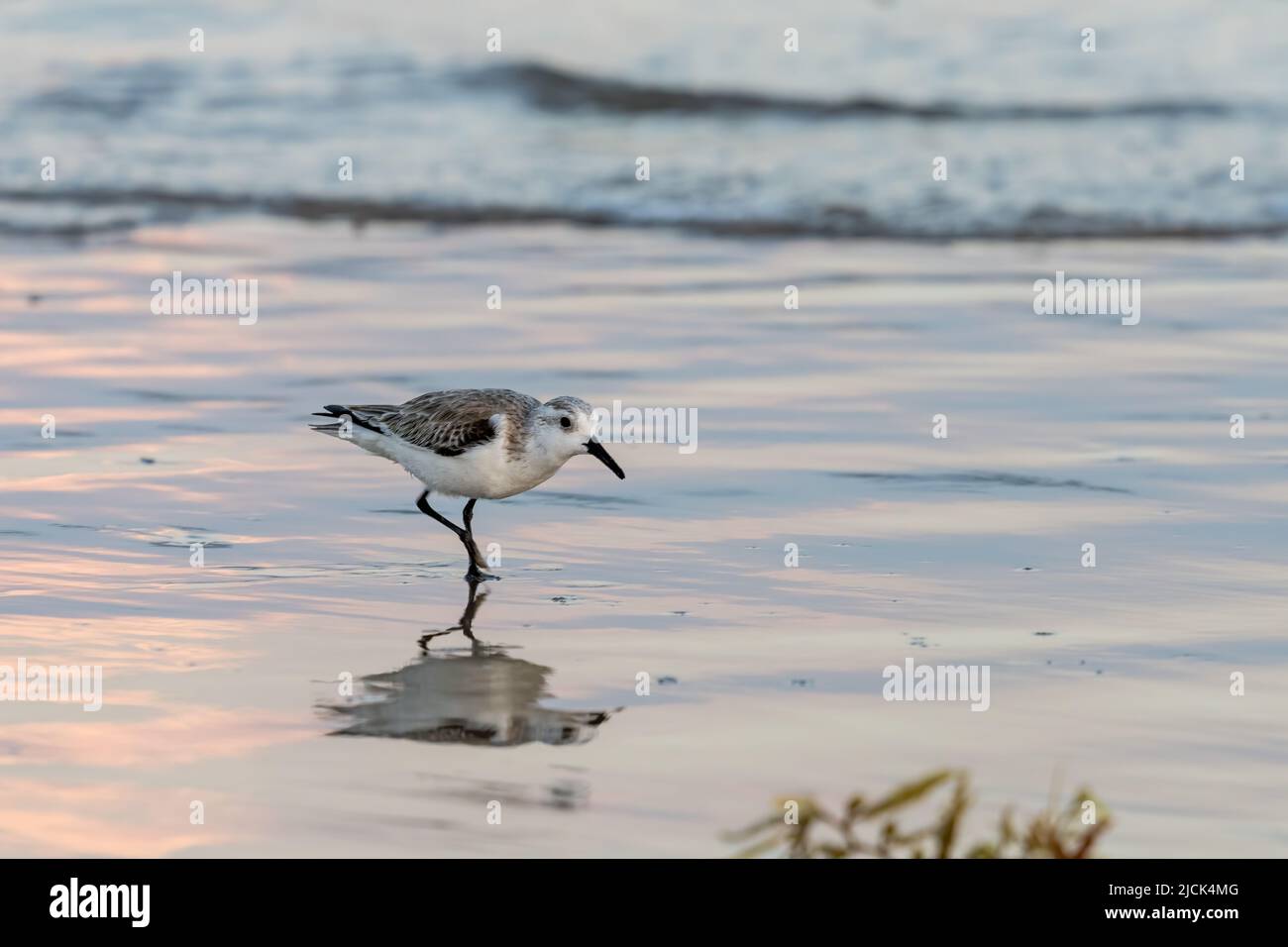 Ein Sanderling, Calidris alba, der in der Gezeitenzone nach marinen Krebstieren hungert. South Padre Island, Texas. Stockfoto