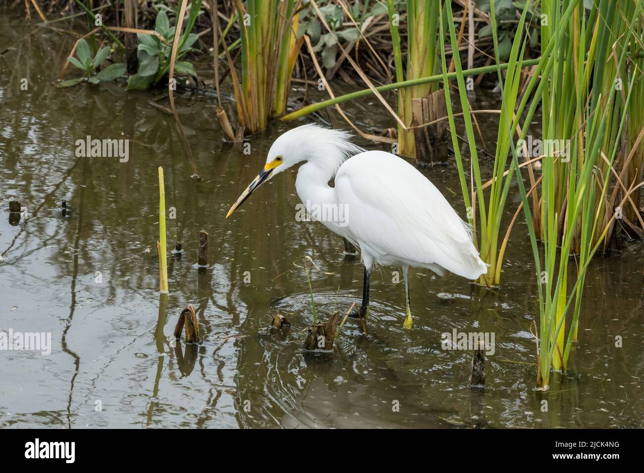 Ein Schneegreiher, Egretta thula, jagt Fische in einem Sumpfgebiet im South Padre Island Birding Center, Texas. Stockfoto