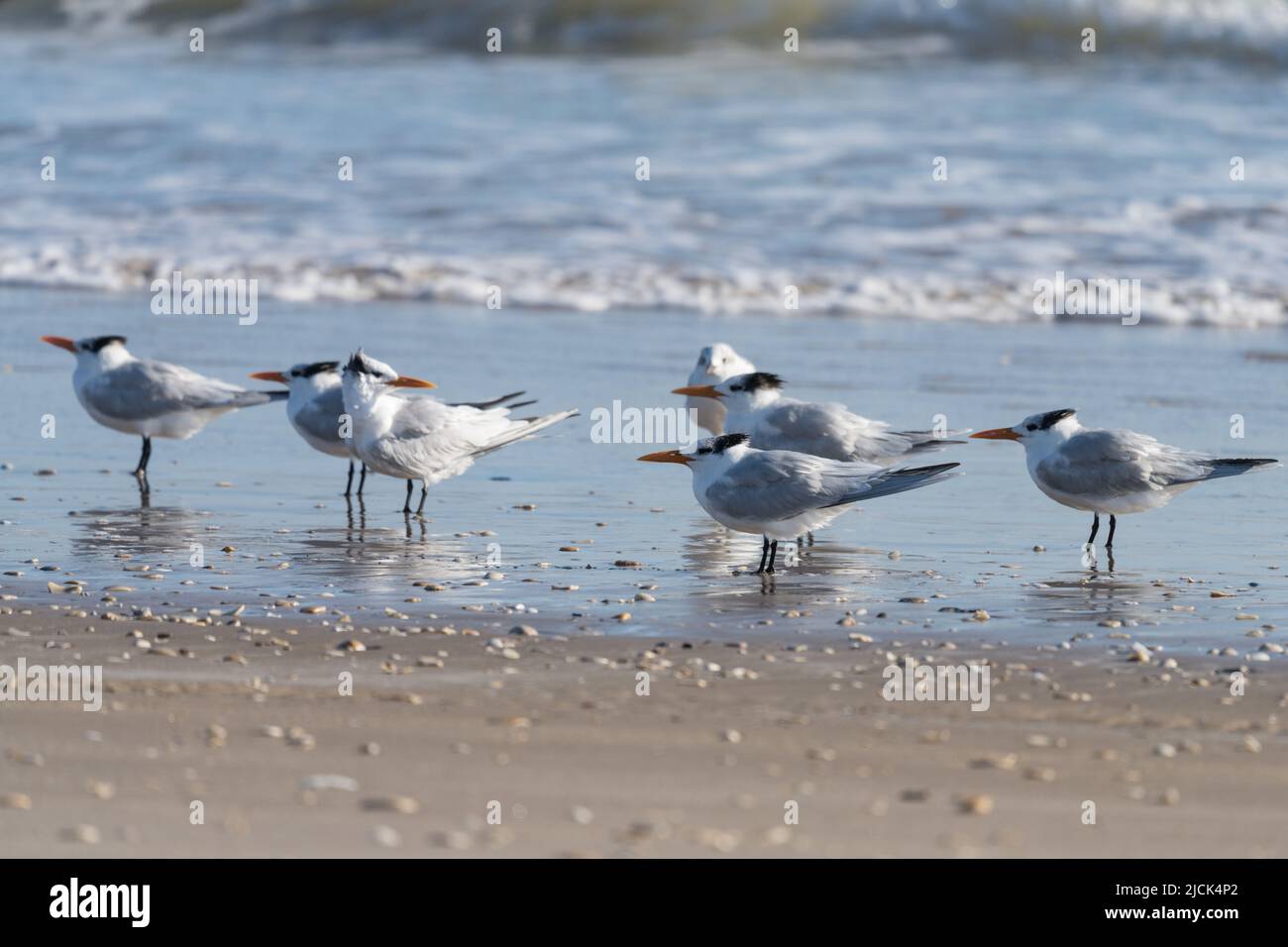 Royal Terns, Thalasseus maximus, am Strand. South Padre Island, Texas. Stockfoto
