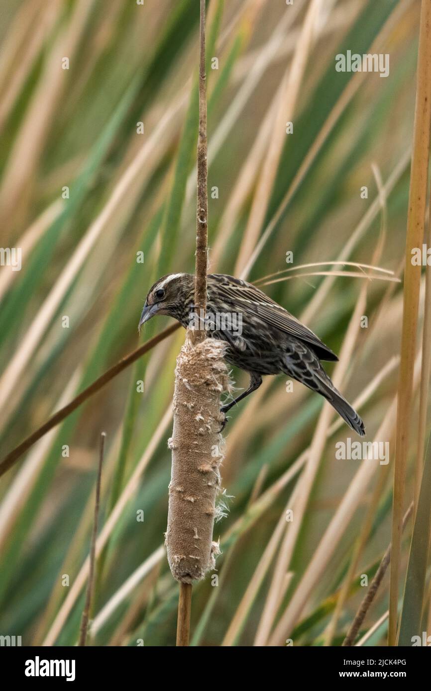Eine weibliche Rotflügelrobbe, Agelaius phoeniceus, die im South Padre Island Birding Center, Texas, Rohrsäulensamen isst. Stockfoto