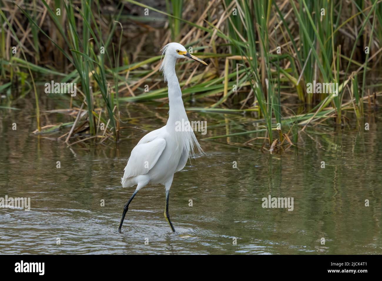 Ein Schneegreiher, Egretta thula, in der Zucht Gefieder wades in einem Feuchtgebiet Sumpf. South Padre Island Birding Center in Texas. Stockfoto