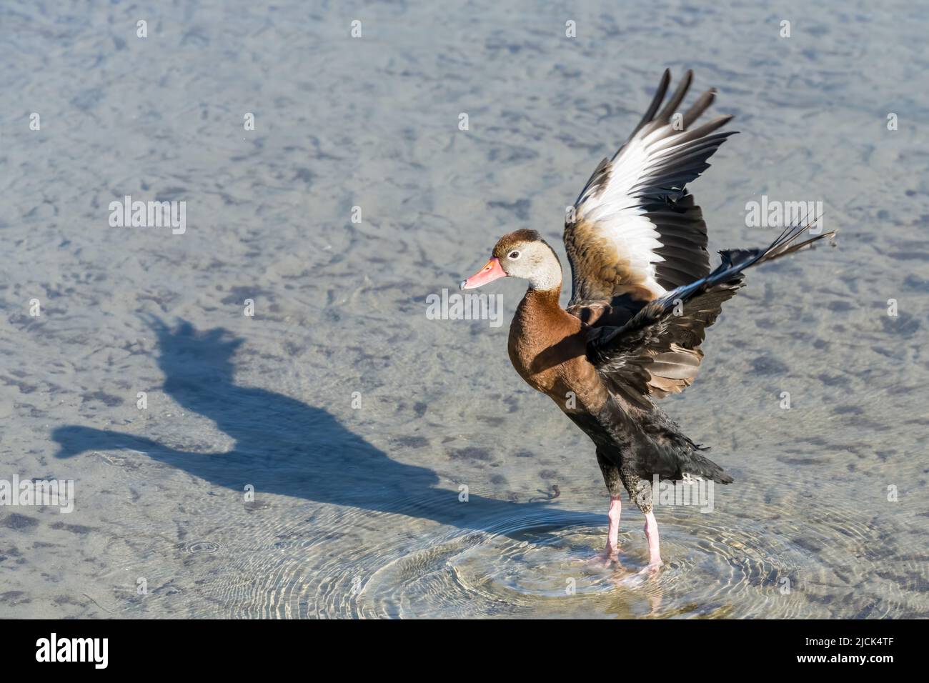 Eine schwarzbauchige Pfeifente, Dendrocygna autumnalis, die sich in einem Sumpfgebiet ausdehnt. South Padre Island Birding Center, Texas. Beachten Sie den ausgeprägten Schatten. Stockfoto
