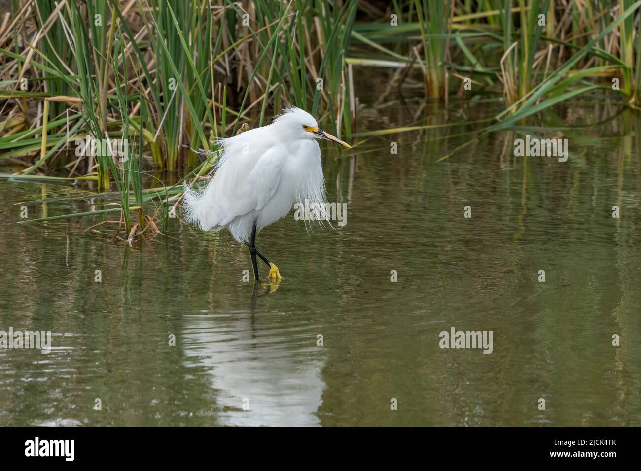 Ein Schneegreiher, Egretta thula, in der Zucht Gefieder wades in einem Feuchtgebiet Sumpf. South Padre Island Birding Center in Texas. Stockfoto