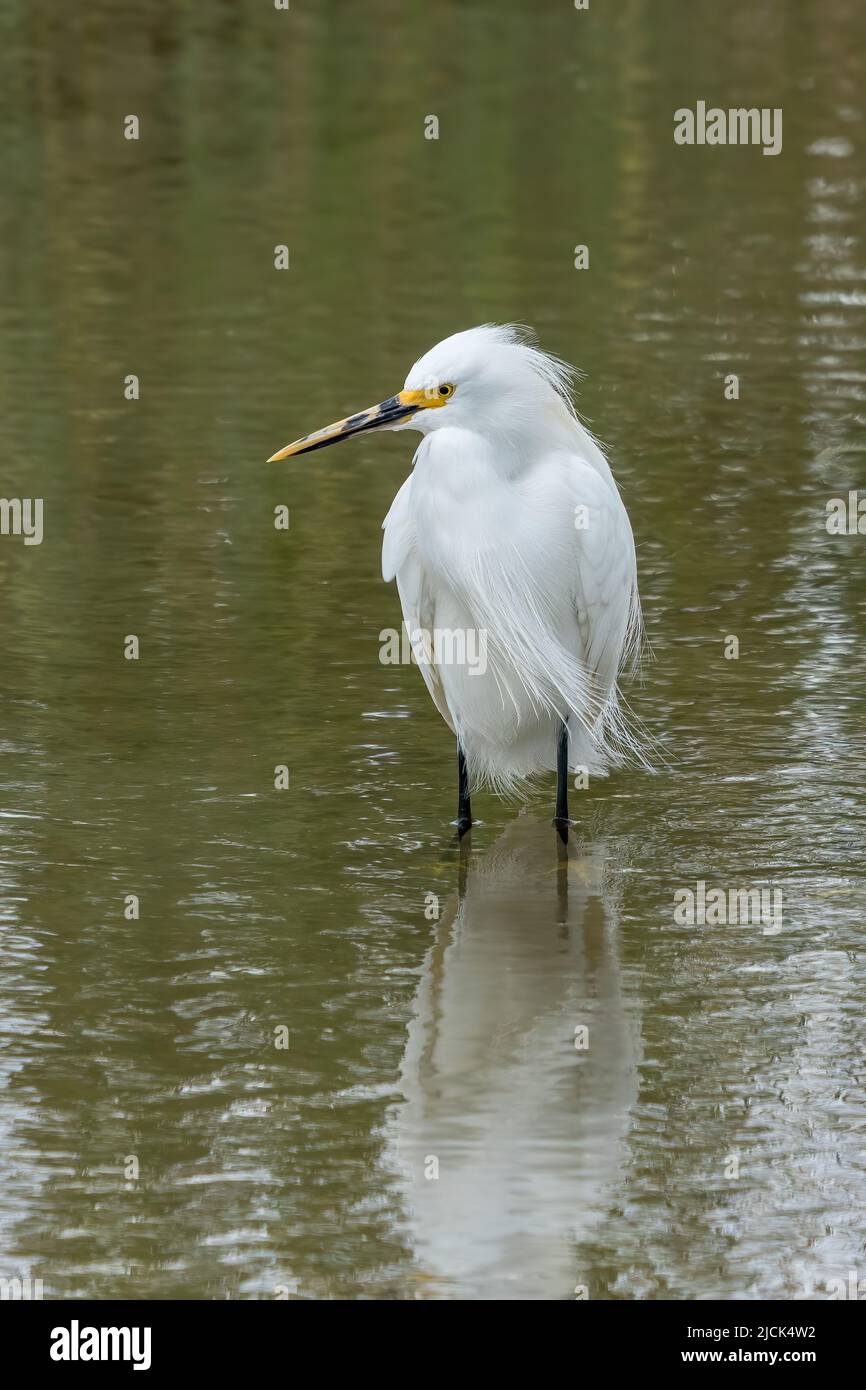 Ein Schneegreiher, Egretta thula, in der Zucht Gefieder wades in einem Feuchtgebiet Sumpf. South Padre Island Birding Center in Texas. Stockfoto