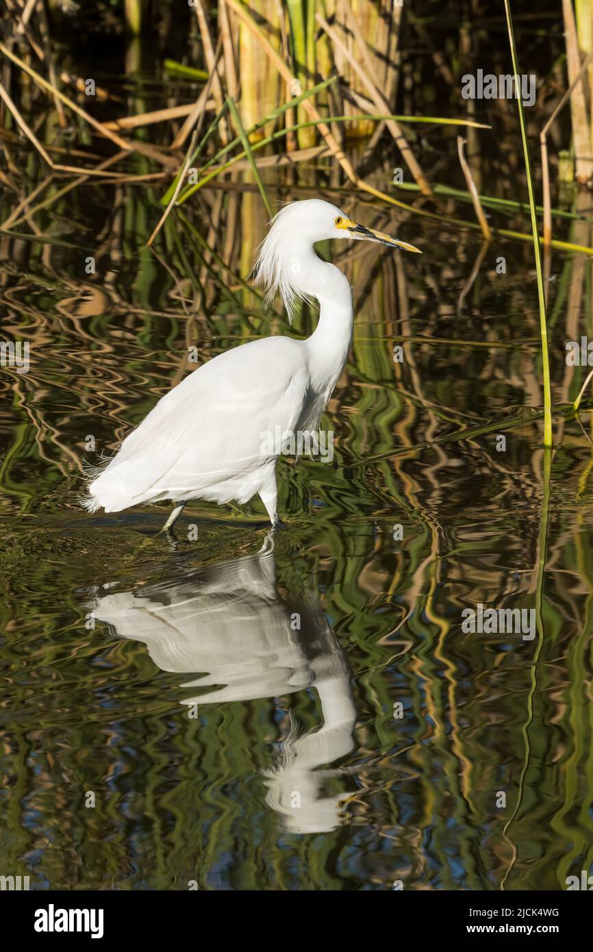 Ein Schneegreiher, Egretta thula, in der Zucht Gefieder reflektiert in einem Feuchtgebiet Sumpf. South Padre Island Birding Center in Texas. Stockfoto
