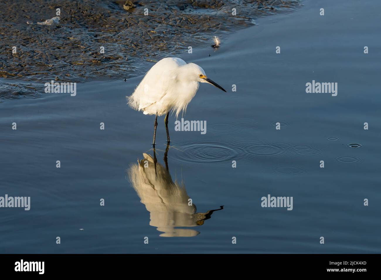 Ein Schneegreiher, Egretta thula, jagt Fische in einem Sumpfgebiet im South Padre Island Birding Center, Texas. Stockfoto