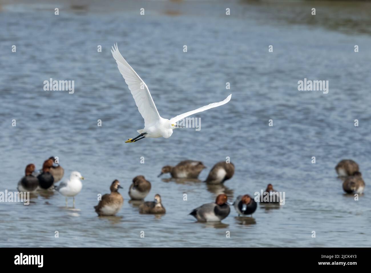 Ein Schneegreiher, Egretta thula, fliegt über Enten und Möwen in der Laguna Madre auf South Padre Island, Texas. Stockfoto