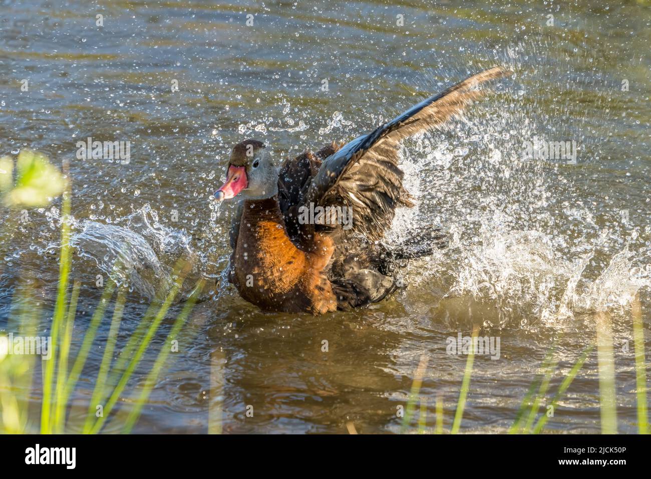 Eine schwarzbauchige Pfeifente, Dendrocygna autumnalis, spritzt, während sie in einem Sumpfgebiet badet. South Padre Island, Texas. Stockfoto