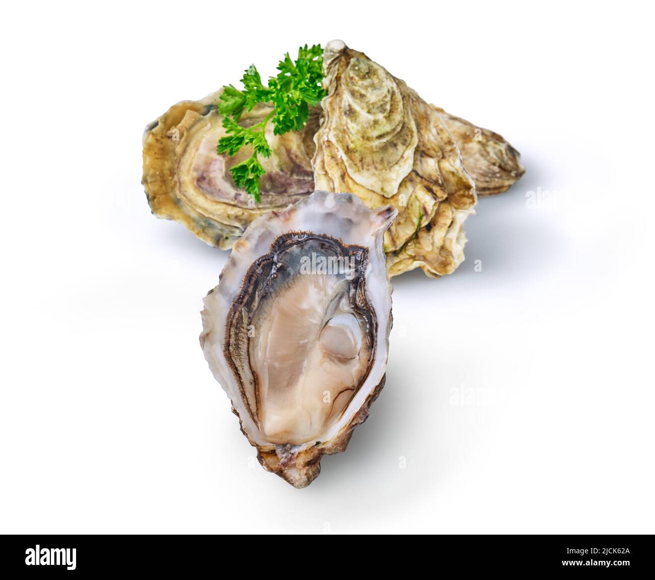 Öffnen Sie frische rohe Austernmuscheln isoliert und verzehrfertig. Stockfoto