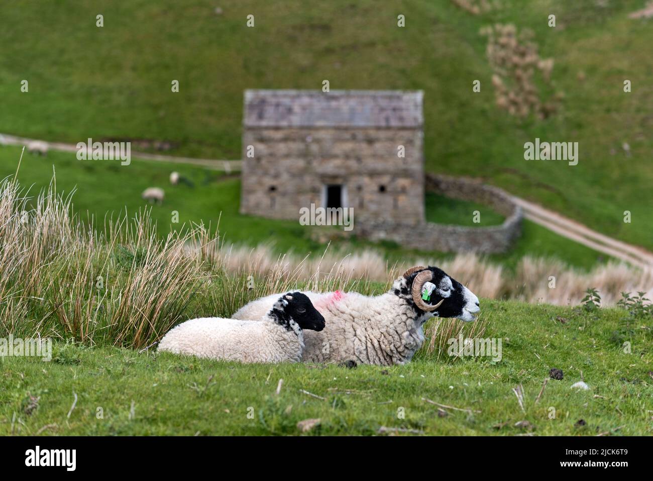 Ein Swaledale-Schaf und ihr Lamm, West Stonesdale, in der Nähe von Keld, Yorkshire Dales National Park, Großbritannien Stockfoto