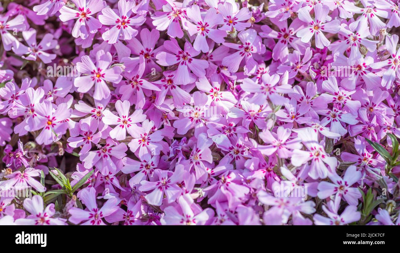 Blumen von Phlox subulata im Garten im Frühling. Stockfoto