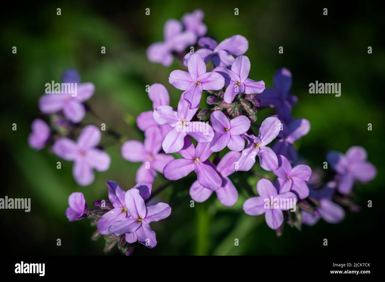 Blüten von Hesperis matronalis, Nahaufnahme. Geringe Schärfentiefe. Stockfoto