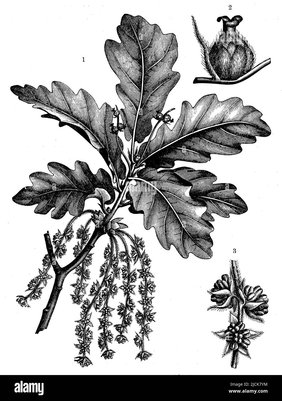 Französische Eiche. 1 am oberen Ast mit Fruchtblumen, am unteren Ast mit Pollenblüten, 2 eine einzelne Fruchtblume, 3 drei Pollenblüten, Quercus robur, (Botanikbuch, 1905), Stieleiche. 1 am oberen Teil des Zweiges mit Fruchtblüten, am unteren mit Pollenblüten, 2 eine einzelne Fruchtblüte, 3 drei Pollenblüten, Chêne pédonculé. 1 sur la Partie supérieure du rameau avec des fleurs fructifères, sur la Partie inférieure avec des fleurs polliniques, 2 une seule fleur fructifère, 3 trois fleurs polliniques Stockfoto