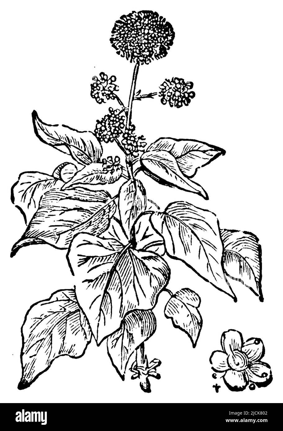 ivy, Hedera Helix, (Enzyklopädie, 1900), Efeu, lierre Stockfoto