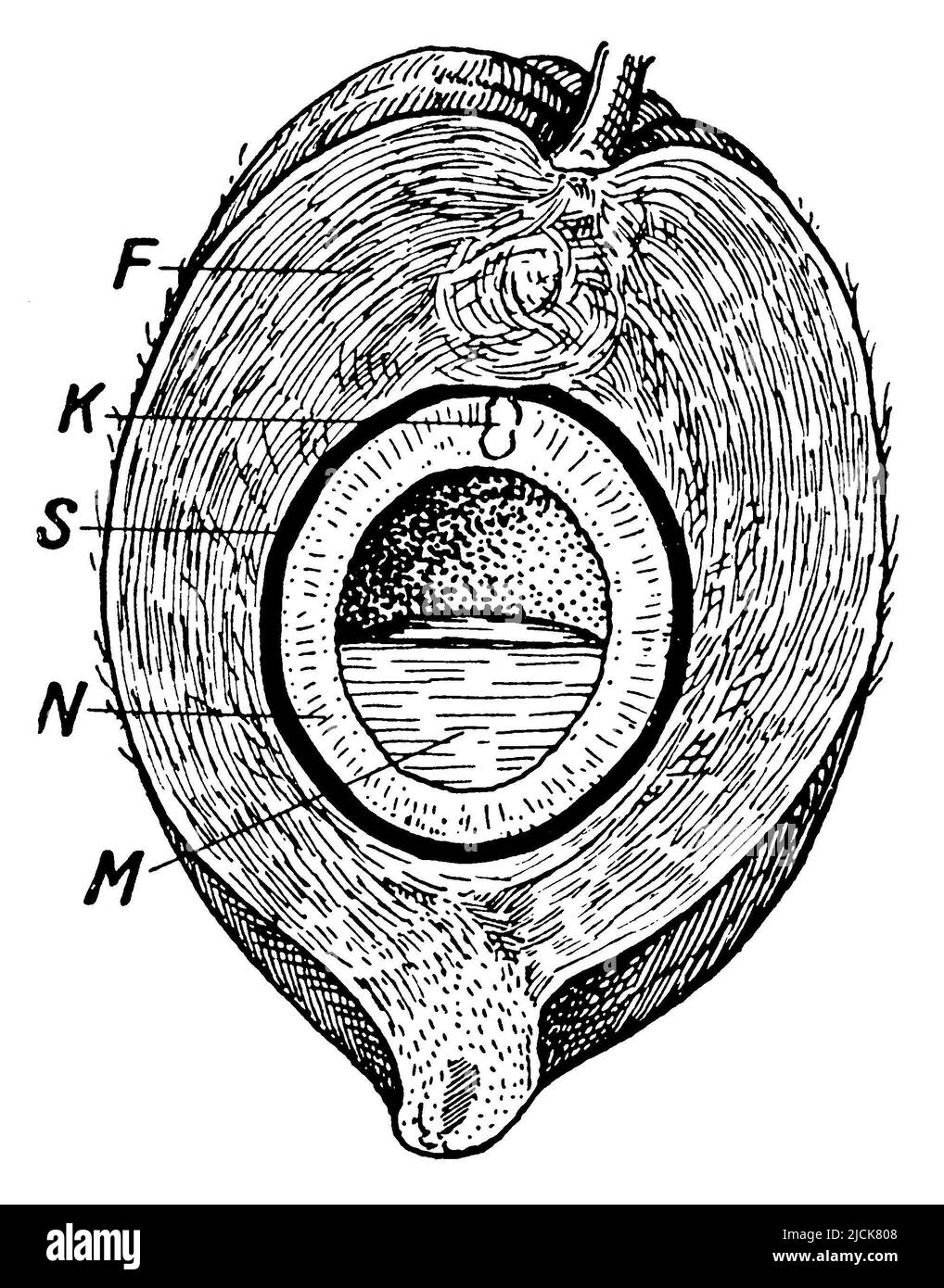 Kokosnuss Palmfrucht: Kokosnuss, aufgeschnitten... F-Faserschicht, S-Steinschicht, N nutritives Gewebe, M-Milch, K-Sämling, Cocos nucifera, (Biologie Buch, 1941), Kokospalme Frucht: Kokosnuss, geschnitten.. F Faerschicht, S Steinschicht, N Nährgewebe, M Milch, K Keimling, Cocotier Fruit : Noix de Coco, Coupée. F Couche de Fibers, S Couche de noyau, N Tissu nutritif, M Lait, K Germe Stockfoto