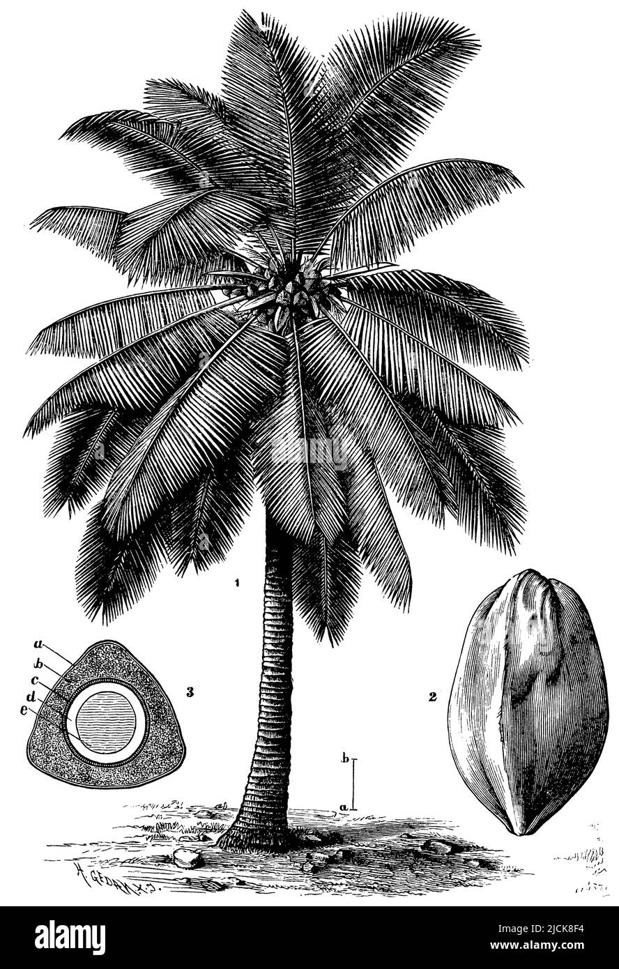 Kokosnusspalme 2. Obst. 3. Frucht im Querschnitt. A-c die drei Schichten der Fruchthaut, d und e die beiden Teile des Samenproteins., Cocos nucifera, H. Gedau XA (Botanik Buch, 1898), Kokospalme 2. Frucht. 3. Frucht im Querschnitt. A-c die drei Schichten der Fruchtschale, d und e die zwei Teile des Sameneiweisses, Cocotier 2. le Fruit. 3ème Fruit en coupé. A-c les trois couches de l'enveloppe du fruit, d et e les deux parties de l'albumen de la graine Stockfoto