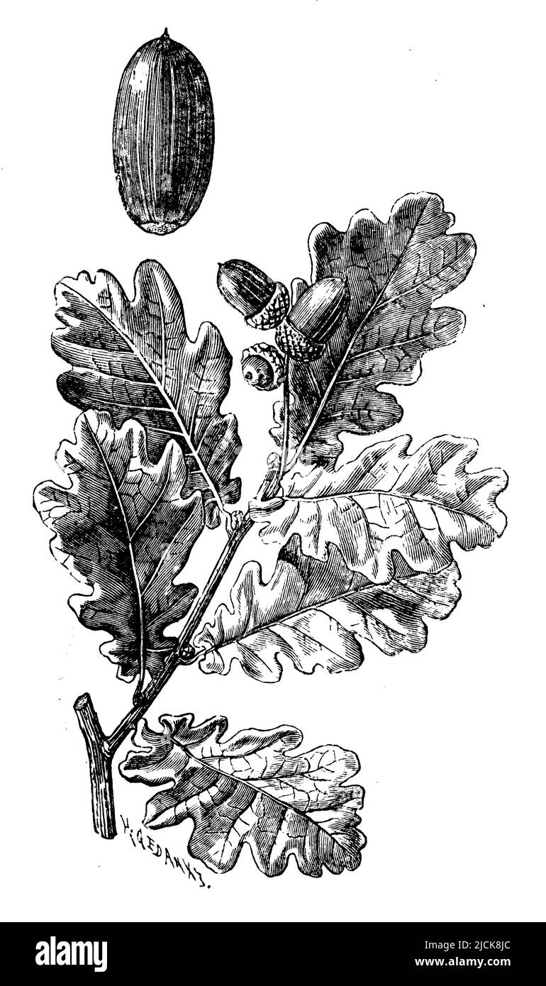 Französische Eiche mit Früchten, Quercus robur, H.W und H. Gedan (Botanikbuch, 1910), Stieleiche mit Frucht, Chêne pédonculé avec fruit Stockfoto