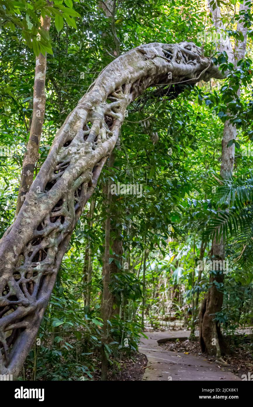 „Leerer“ Strangler Fig Tree, an dem der Baum gestorben ist und neben dem Boardwalk in Rainforest, Queensland, Australien, verrottet ist Stockfoto