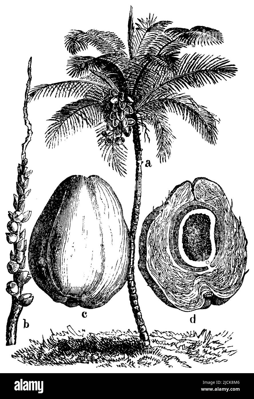 Kokospalme ein ganzer Stamm, verkleinert, b Ein Zweig der Blühbirne (obere Blüten männlich, untere Blüten weiblich und nur wenige in der Zahl), c Frucht, Kokos, eiförmig dreifach, d Frucht vertikal geschnitten, um die faserige dicke Schale und den hohlen Kern zu zeigen., Cocos nucifera, (Botanikbuch, 1886), Kokospalme a ganzer Stamm, verkleinert, b ein Zweig des Blütenkolbens (obere Blüten männlich, untere weiblich und nur wenige an Zahl), c Frucht, Kokosnuß, eiförmig-dreiseitig, d Frucht senkrecht durchschnitten, um die anspruchsvolle dicke Schicht zu zeigen, um sie zu trennen, zu teilen, zu teilen, zu entführen und zu entführen Stockfoto