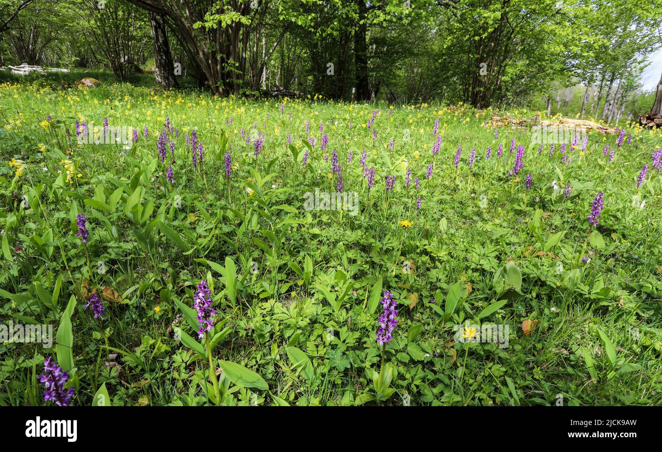 Bewaldete Wiese mit Orchideen Stockfoto