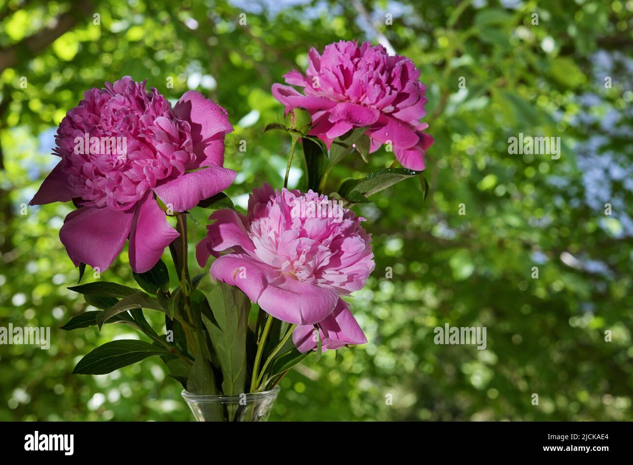 Nahaufnahme Rosenblüten Blumenstrauß In Vase Stockfoto
