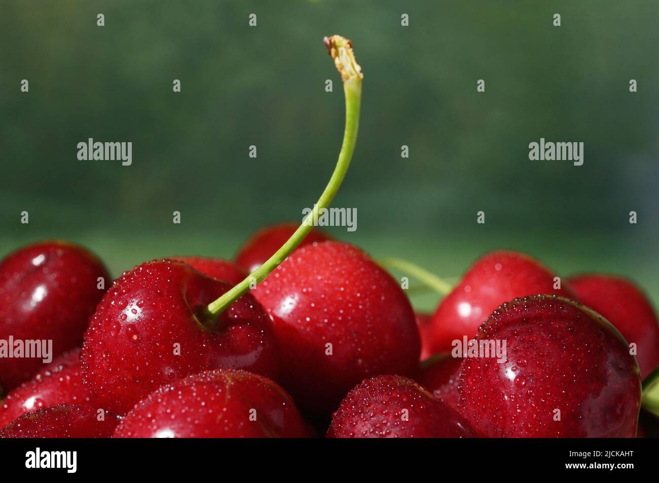 Kirschfrüchte im Korb isoliert mit Natur Hintergrund Stockfoto
