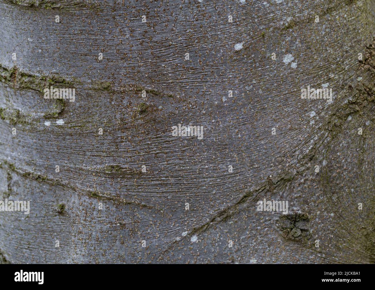 Fagus sylvatica Rinde Stockfoto