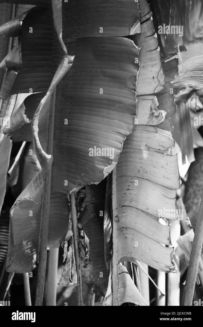 Bananenpflanze wei Schwarzwei-Stockfotos und -bilder - Alamy