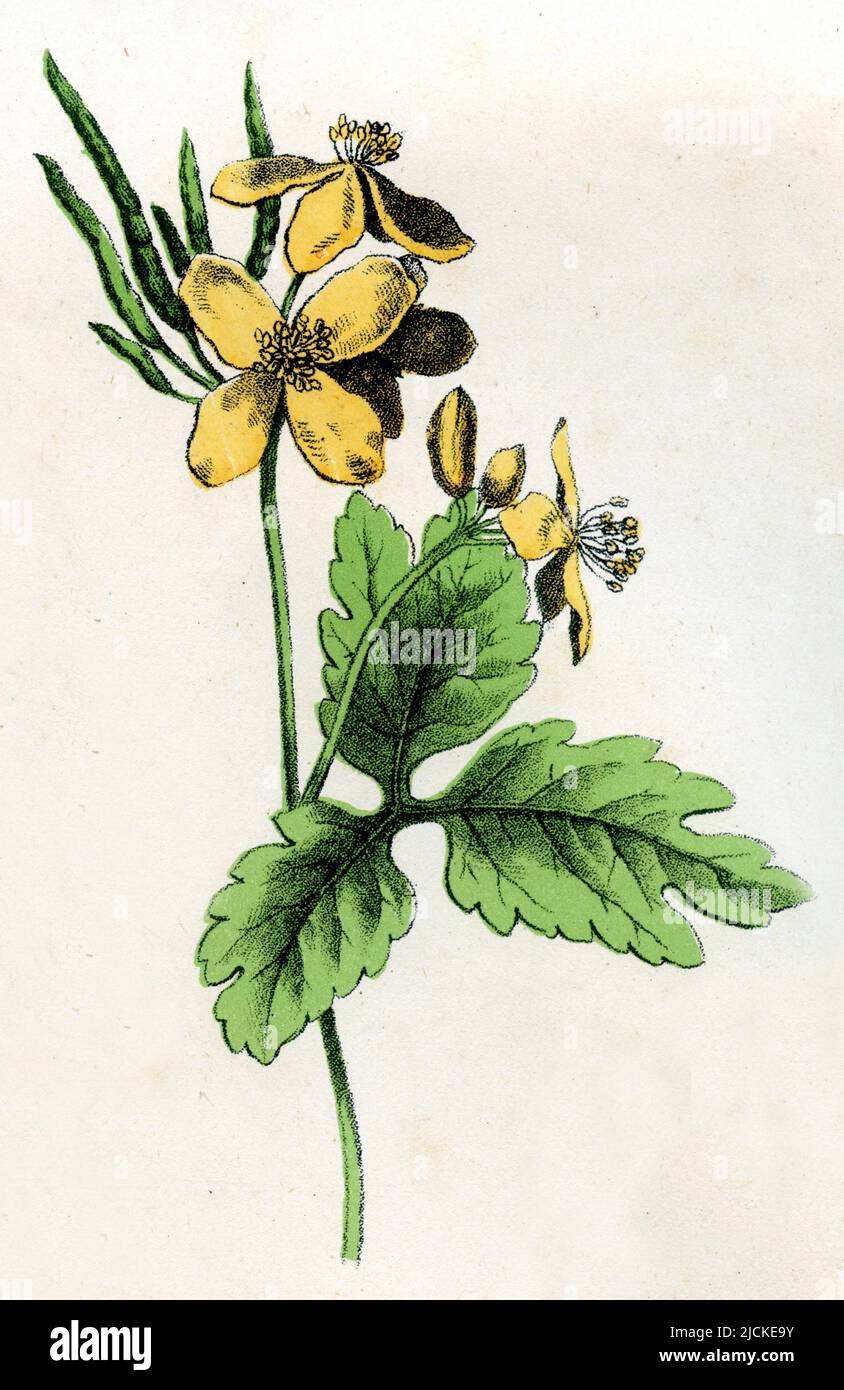 Großzelandine Chelidonium majus, (Botanik Buch, ), Schöllkraut Stockfoto