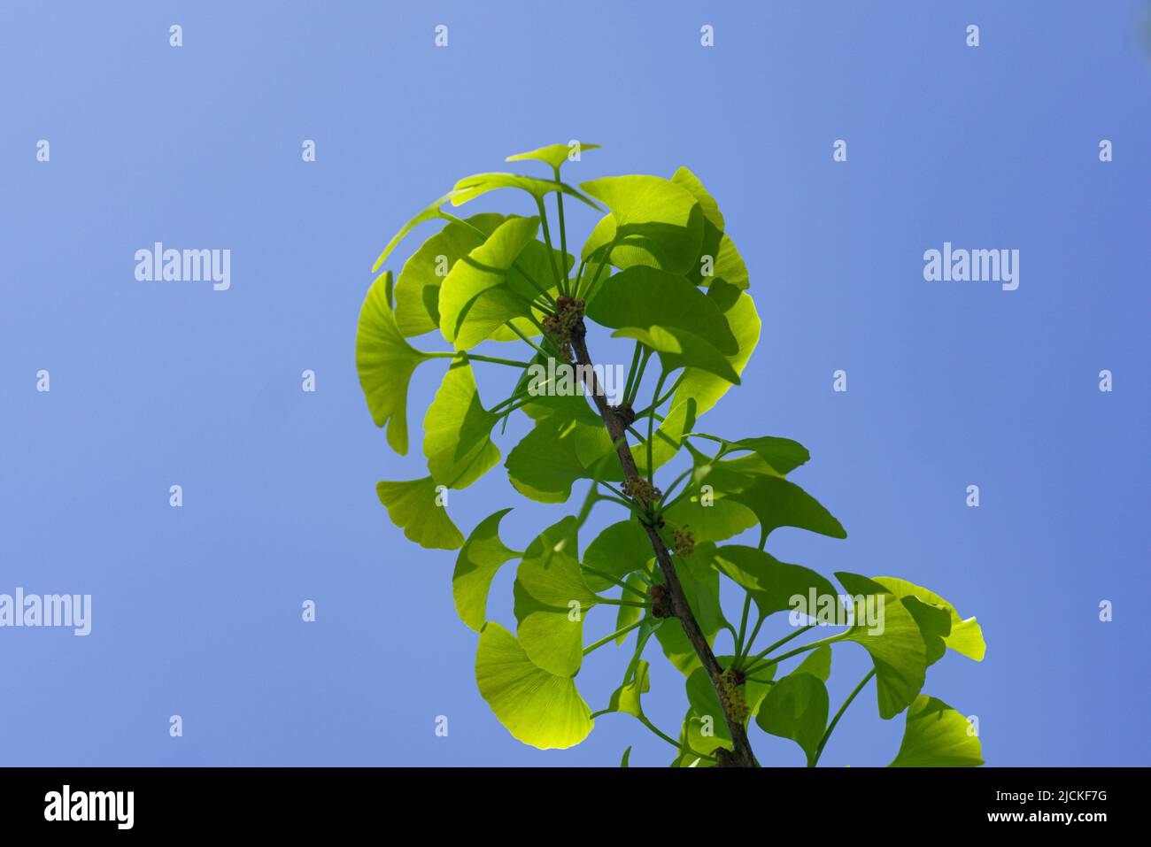 Grüner Ginkgo des Frühlings mit blauem Himmel Hintergrund Stockfoto