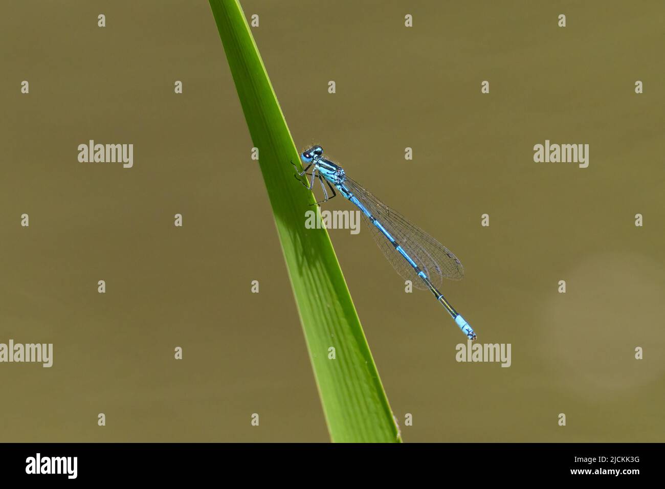 Eine azurblaue Damselfliege (Coenagrion puella), die auf einem grünen Blatt ruht, sonniger Sommertag (Wien, Österreich) Stockfoto