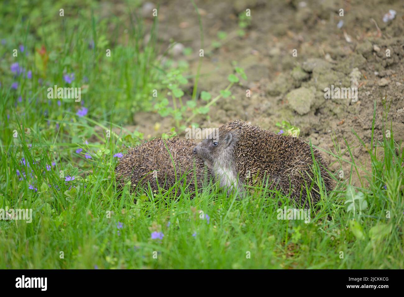 Zwei Igel (Erinaceus roumanicus) ruhen auf der Wiese im Garten, bewölktes Wetter im Frühling, Wien (Österreich) Stockfoto