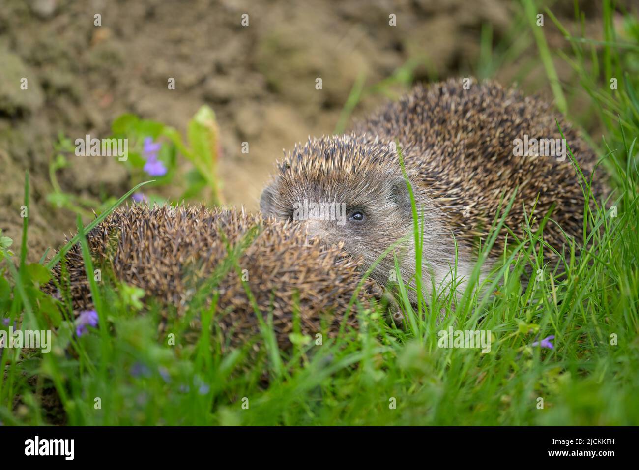 Zwei Igel (Erinaceus roumanicus) ruhen auf der Wiese im Garten, bewölktes Wetter im Frühling, Wien (Österreich) Stockfoto