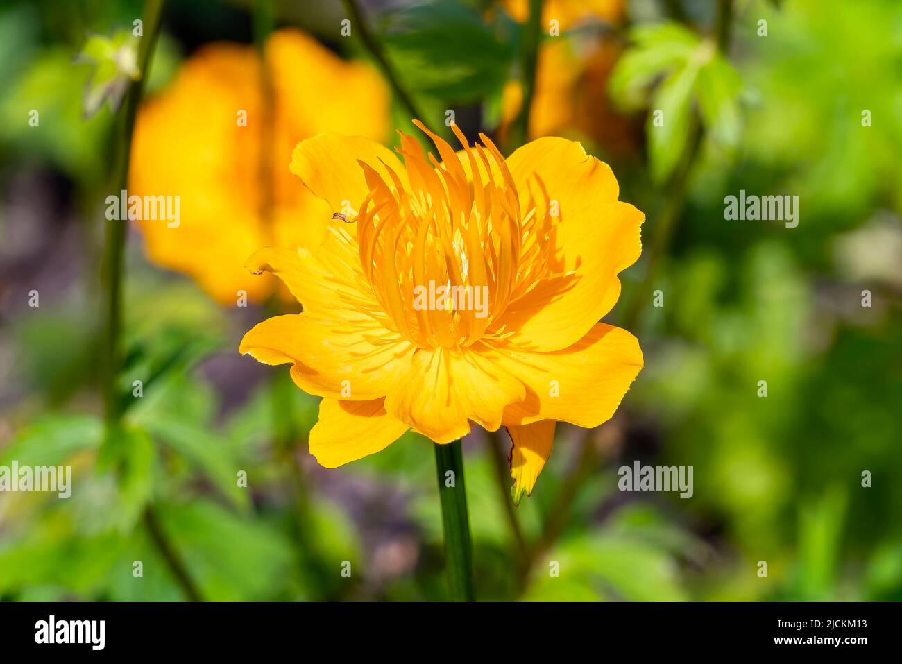 Trollius Chinensis 'Golden Queen' eine im Frühling blühende Sommerpflanze mit einer gelben Sommerblume, die allgemein als Globeflower bekannt ist, Stockfoto Stockfoto