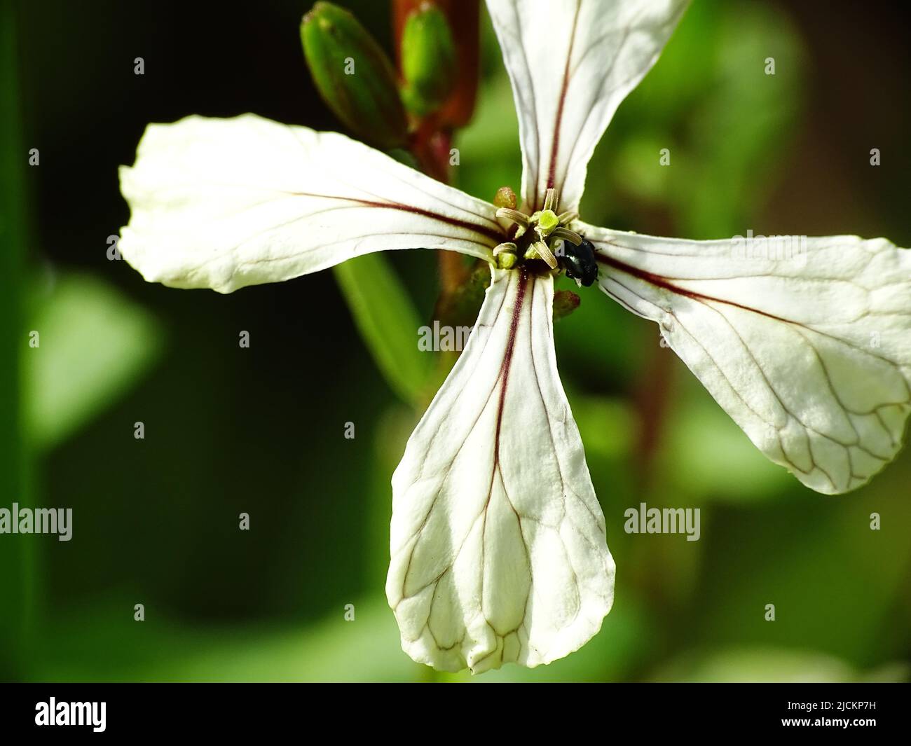Supermakro einer weißen Rucola (Eruca vesicaria ssp. sativa) Blume mit einem grünen unscharfen Hintergrund Stockfoto