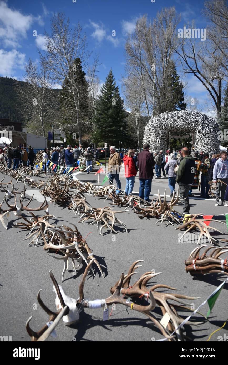 Jackson, WY. USA. 5/21/2022. Boy Scouts of America: Jährliche Auktion von Elch- und Elchgeweih plus Bisons-Schädel. Startpreis pro Pfund 18 US-Dollar. Stockfoto