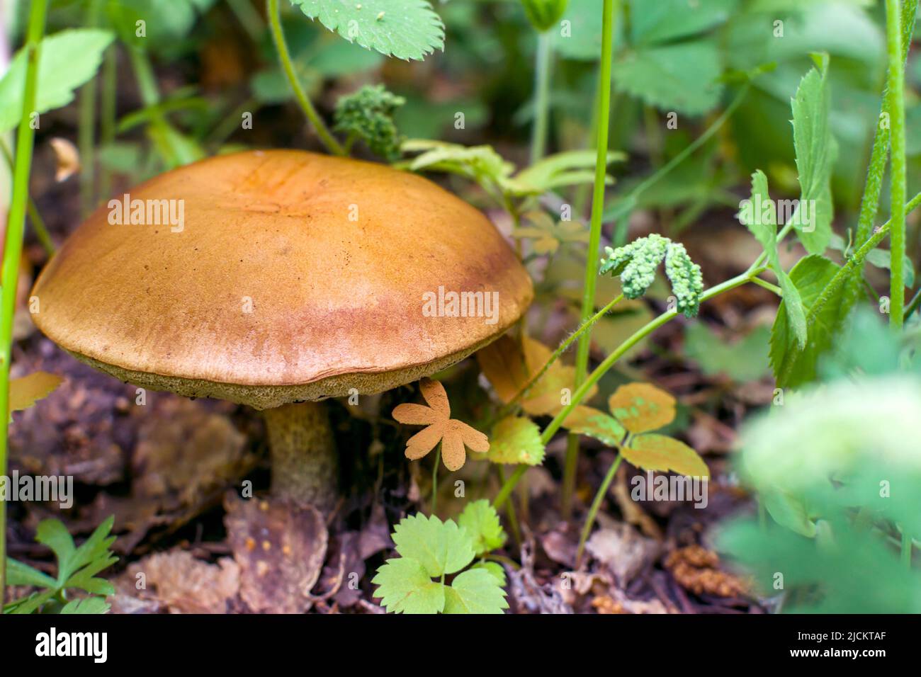 Nahaufnahme eines Ölpilzes Suillus lutös wächst auf einem Hintergrund aus grünem Gras. Reife essbare Pilze mit brauner Mütze im Wald. Stockfoto