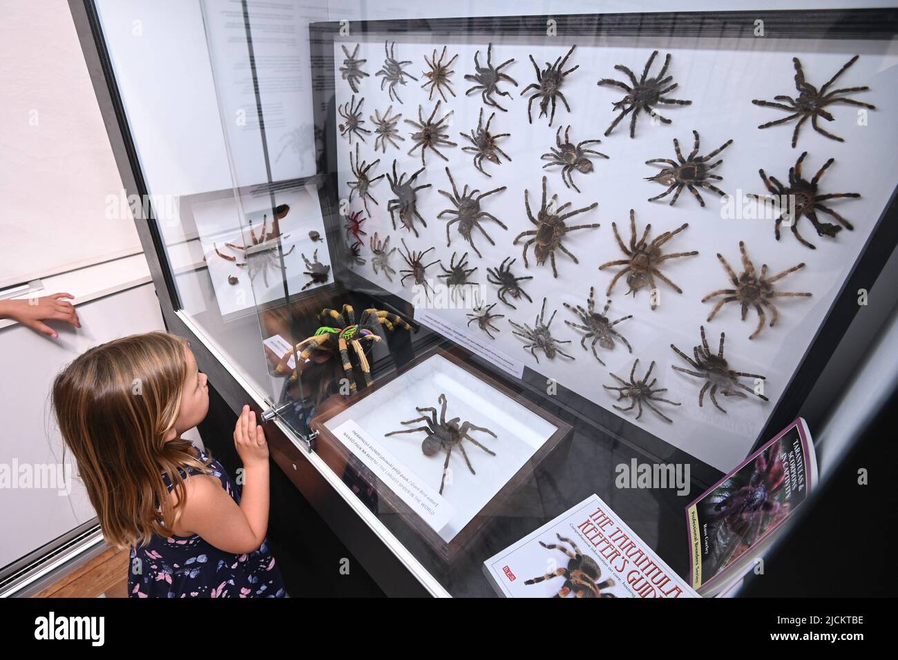 (220614) -- ZAGREB, 14. Juni 2022 (Xinhua) -- Ein Mädchen besucht am 13. Juni 2022 eine Ausstellung von Spinnen und Skorpionen aus der Privatsammlung von Sasa Kotar aus Slowenien im Gradska Loza Museum in Zadar, Kroatien. (Dino Stanin/PIXSELL über Xinhua) Stockfoto