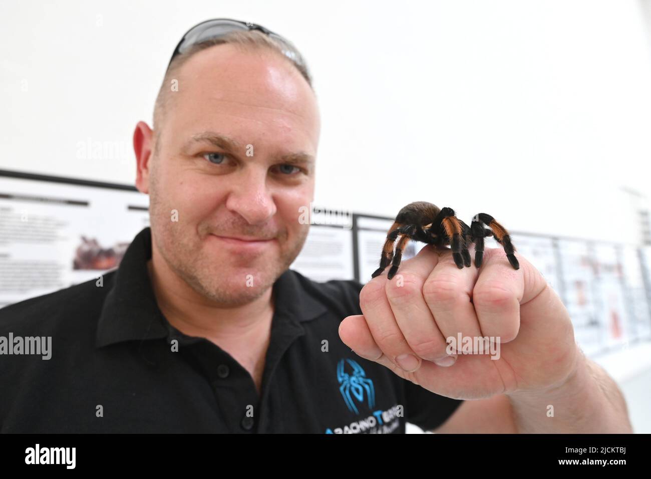 (220614) -- ZAGREB, 14. Juni 2022 (Xinhua) -- Ein Mitarbeiter zeigt am 13. Juni 2022 eine Spinne bei einer Ausstellung von Spinnen und Skorpionen aus der Privatsammlung der slowenischen Sasa Kotar im Gradska Loza Museum in Zadar, Kroatien. (Dino Stanin/PIXSELL über Xinhua) Stockfoto