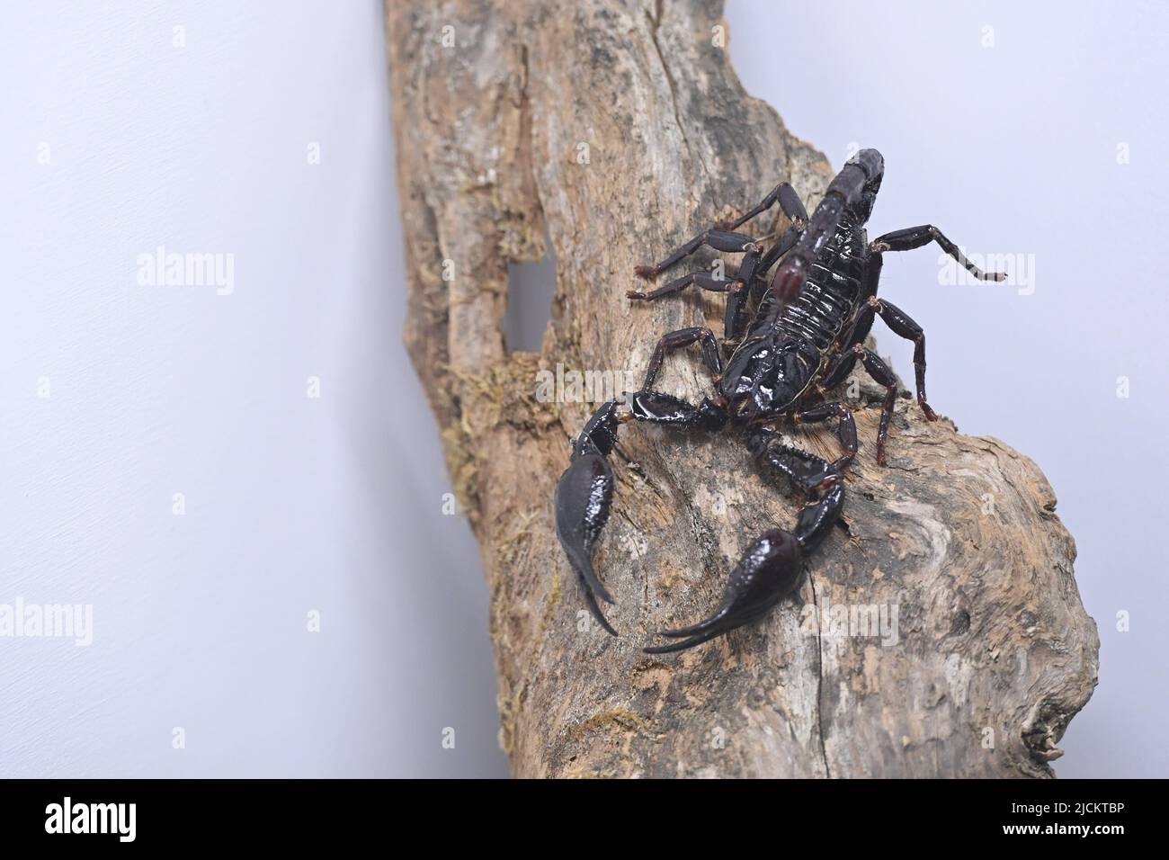 (220614) -- ZAGREB, 14. Juni 2022 (Xinhua) -- Am 13. Juni 2022 ist Ein Skorpion in einer Ausstellung von Spinnen und Skorpionen aus der Privatsammlung von Sasa Kotar aus Slowenien im Gradska Loza Museum in Zadar, Kroatien, zu sehen. (Dino Stanin/PIXSELL über Xinhua) Stockfoto