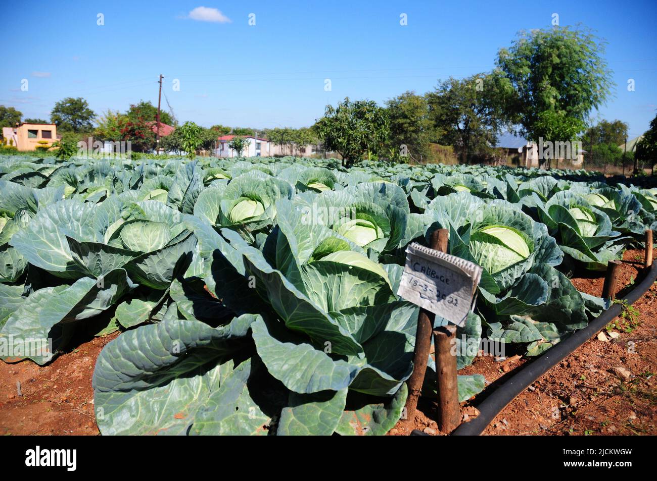 Frauen im ländlichen Südafrika wenden agroökologische Methoden an, um Hinterhofgärten im Kampf gegen die Ernährungsunsicherheit zu entwickeln Stockfoto