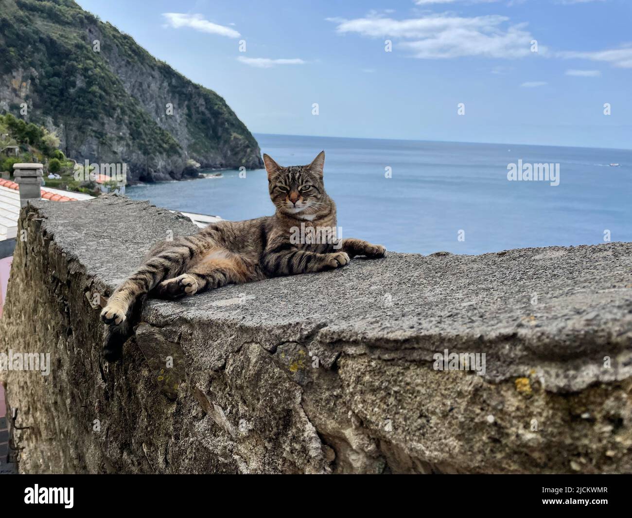 Katzen von Cinque Terre, Riomaggiore Stockfoto