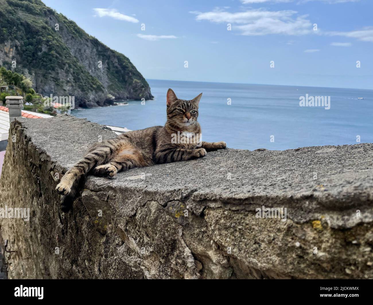 Katzen von Cinque Terre, Riomaggiore Stockfoto